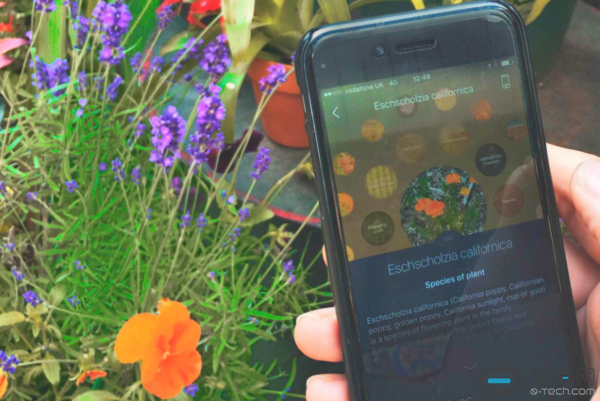 blippar-identufy-flowers-964x644