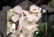 关于支付宝AR扫一扫,只知道识花就太浪费了