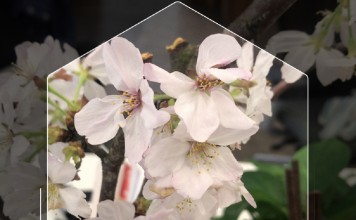 关于支付宝AR扫一扫,只知道识花就太浪费了